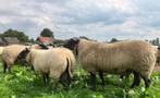 Bleu du maine gezocht, Dieren en Toebehoren, Schapen, Geiten en Varkens, Vrouwelijk, Schaap, 0 tot 2 jaar