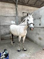 leasepaard/ halve stal aangeboden, Dieren en Toebehoren, Paarden, B, 3 tot 6 jaar, 165 tot 170 cm, Merrie