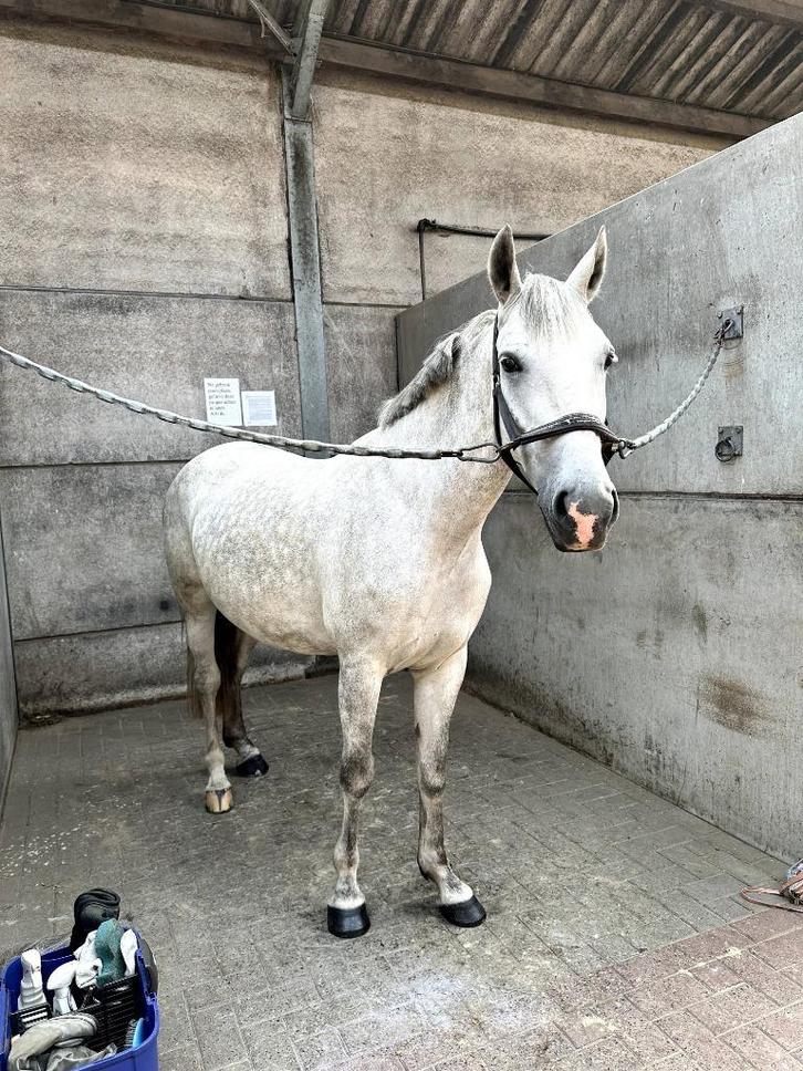 leasepaard/ halve stal aangeboden, Dieren en Toebehoren, Paarden, Merrie, B, 165 tot 170 cm, 3 tot 6 jaar, Gechipt, Ontwormd, Ingeënt