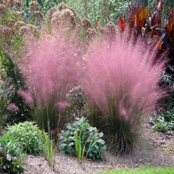 Muhlenbergia cappilaris beschikbaar voor biedingen