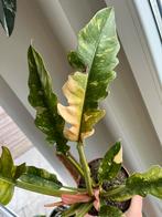 Philodendron Ring Of Fire Large, Ophalen of Verzenden