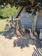 Loopeenden, Dieren en Toebehoren