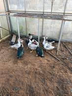 Barbarie eenden, Animaux & Accessoires