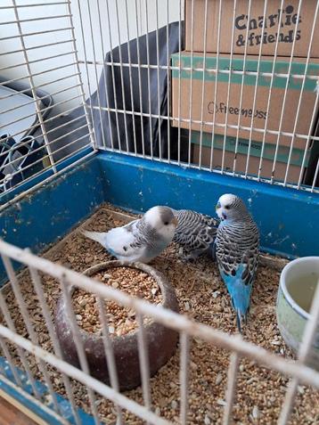 3 jonge parkietjes met kooi