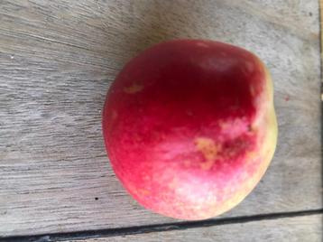 nectarine van mijn eigen tuin. beschikbaar voor biedingen