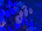 Koraal, Dieren en Toebehoren, Vissen | Aquaria en Toebehoren, Ophalen