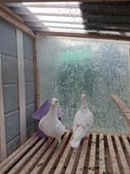 witte duiven met goede afstamming, jong en volwassen..., Dieren en Toebehoren