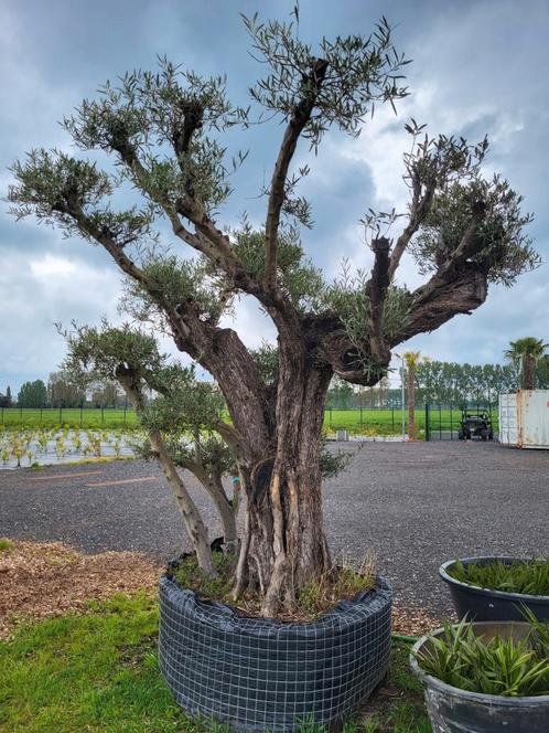 Olea europaea platos 1m80 de circonférence du tronc., Jardin & Terrasse, Plantes | Arbres, Enlèvement ou Envoi