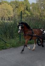 Welsh A pony ruin, Dieren en Toebehoren, Pony's, Ruin