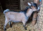 Dwerggeitjes, Dieren en Toebehoren, Schapen, Geiten en Varkens
