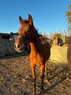 PRE hebgstveulen, TOPbeweger, Dieren en Toebehoren, Paarden, Hengst, M