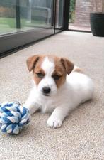 Jack Russell Terriër, Dieren en Toebehoren, België, Fokker | Hobbymatig, Jack Russell Terriër, 8 tot 15 weken