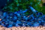 Crevettes Neocaridina Blue Rilli