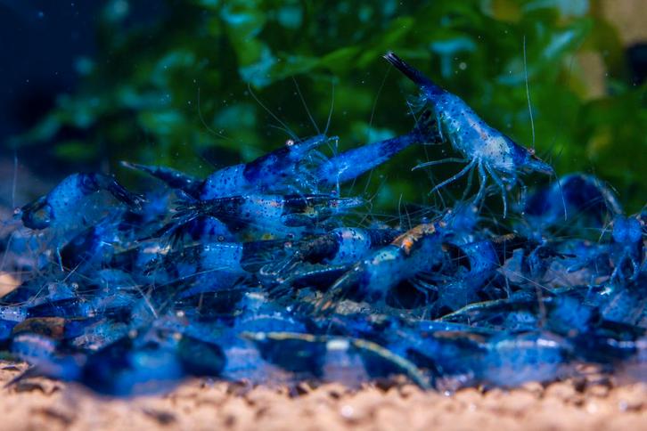 Crevettes Neocaridina Blue Rilli, Animaux & Accessoires, Poissons | Poissons d'aquarium