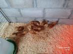 New hamshire kuikens, Dieren en Toebehoren, Pluimvee, Geslacht onbekend