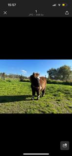 Pony, Ophalen of Verzenden