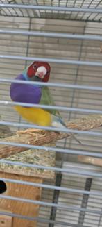 Diamant de gould, Dieren en Toebehoren, Vogels | Kanaries, Mannelijk