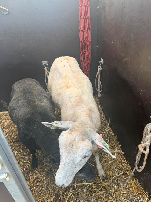 Voor te grazen of voor de slacht, Dieren en Toebehoren, Schapen, Geiten en Varkens