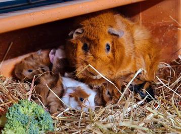 Raszuivere borstelharige cavia's beschikbaar voor biedingen
