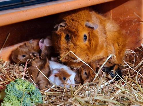 Raszuivere borstelharige cavia's, Dieren en Toebehoren, Knaagdieren, Cavia