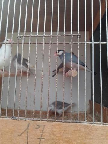 Rijstvogels padda ś beschikbaar voor biedingen