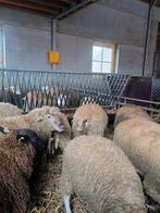 Start verkoop offerfeest 24/05/2025
