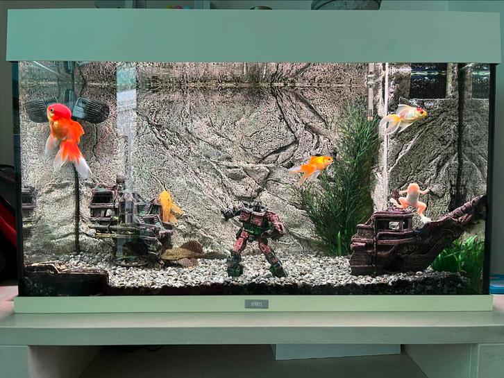 Juwel aquarium 80x35x50, Dieren en Toebehoren, Vissen | Aquaria en Toebehoren, Zo goed als nieuw, Ophalen