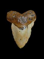 Énorme dent de mégalodon Carcharodon de 5,13 po/13,05 cm., Enlèvement ou Envoi, Fossile