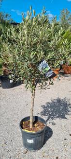 Olijfboom Olea Europaea, Ophalen, Olijfboom