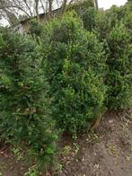 Taxus, Jardin & Terrasse, Plantes | Arbustes & Haies, Moins de 100 cm, Taxus, Enlèvement, Haie