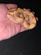 Sunglow the anery boat baby female, Animaux & Accessoires, Serpent, Domestique, 0 à 2 ans