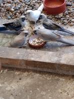 Mutatie pennant rosella, Dieren en Toebehoren, Vogels | Parkieten en Papegaaien