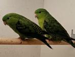 Catharinaparkieten : laatste mannen (TT-kwaliteit), Animaux & Accessoires, Oiseaux | Perruches & Perroquets