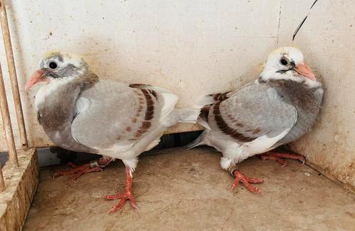 Zomerjongen Red Creemers (van den bulck), Dieren en Toebehoren, Vogels | Duiven, Postduif, Meerdere dieren