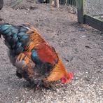 Groothoen cochin haan, Animaux & Accessoires, Volatiles