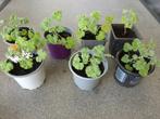 GEURGERANIUM(ANTI_MUGGEN), Ophalen, Overige soorten, Halfschaduw, In pot