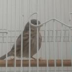 Canari femelle prête a s'accoupler, Femelle