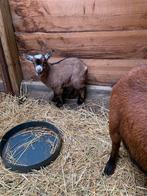 Lammetjes bokjes , volwassen Miekes te koop, Dieren en Toebehoren, Schapen, Geiten en Varkens, Meerdere dieren, 0 tot 2 jaar, Geit