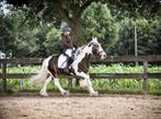 Verzorgpaard gezocht, Dieren en Toebehoren, Paarden