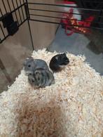 nestje dwerghamsters, Dieren en Toebehoren, Knaagdieren, Hamster, November, Meerdere dieren, Tam