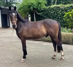 4-Jarige D Pony, Dieren en Toebehoren, Gechipt, Ruin, Springpony, Zadelmak