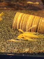 L144 blue eyes, nakweek, Dieren en Toebehoren, Vissen | Aquariumvissen