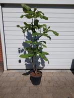 Magnolia, Tuin en Terras, Planten | Bomen, Ophalen