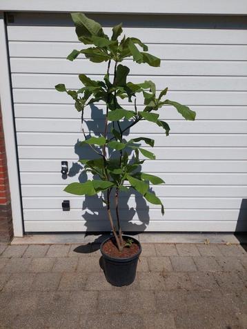 Magnolia  beschikbaar voor biedingen