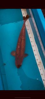 Singe jaune Chagoi Dainichi 55cm (spot de sumi), Carpe ou Koï