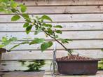 Pommier bonsaï, Jardin & Terrasse, Plantes | Arbres fruitiers, Pommier, Enlèvement ou Envoi, Automne