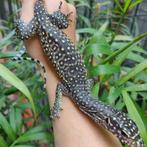 Varanus doreanus Jayapura, Dieren en Toebehoren, Reptielen en Amfibieën, Hagedis