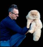 Brits langhaar dekkater. (Niet te koop), Dieren en Toebehoren, Katten en Kittens | Raskatten | Langhaar, Kater