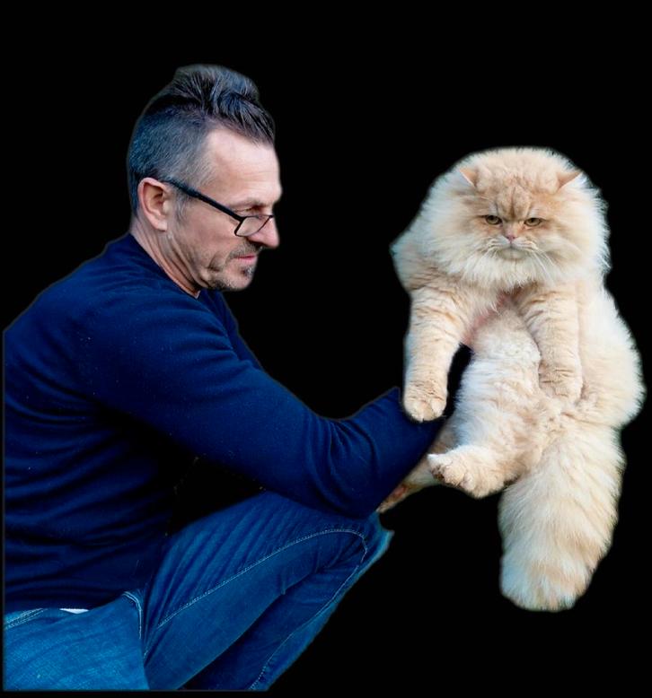 Chat britannique à poil long. (Pas à vendre), Animaux & Accessoires, Chats & Chatons | Chats de race | Poil long, Chat