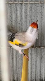 Chardonneret, Animaux & Accessoires, Femelle